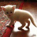 En söt vit kattunge
