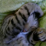 Här sover lilla kattungen Ophelia, 16 veckor, sött. Matte heter Elisabeth och bor i Kiruna. 